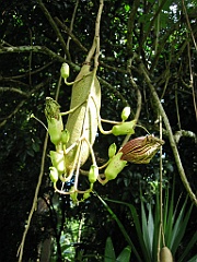 Botanical Garden08